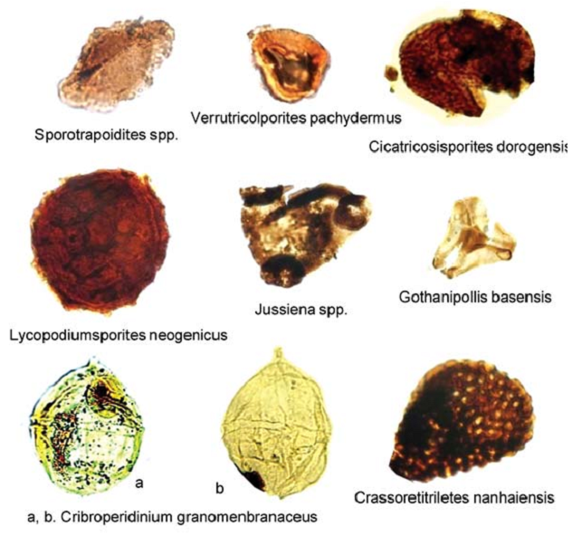 Các hóa thạch chủ đạo được tìm thấy trong các giếng khoan Lô 09-3